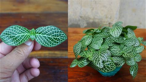 How To Grow Fittonia Plant From Cuttings Easy Method With Updates YouTube