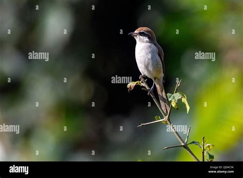 Brown Shrike Lanius Cristatus From Kaziranga Np Assam India Stock