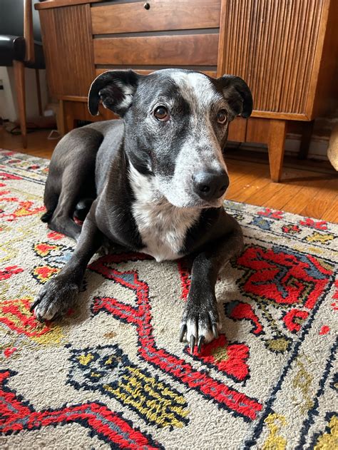 City cat vets philadelphia pa offers top care for your pets 2