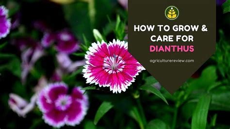 Dianthus Care How To Grow And Dianthus Care Guide