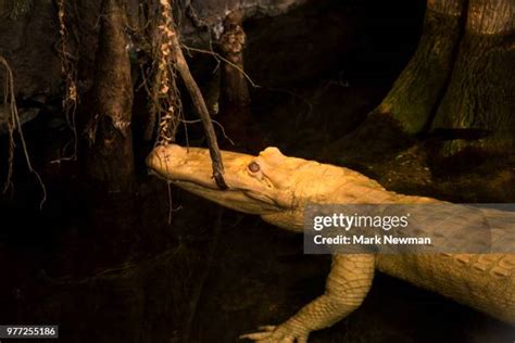 424 Albino Alligator Stock Photos, High-Res Pictures, and Images - Getty Images