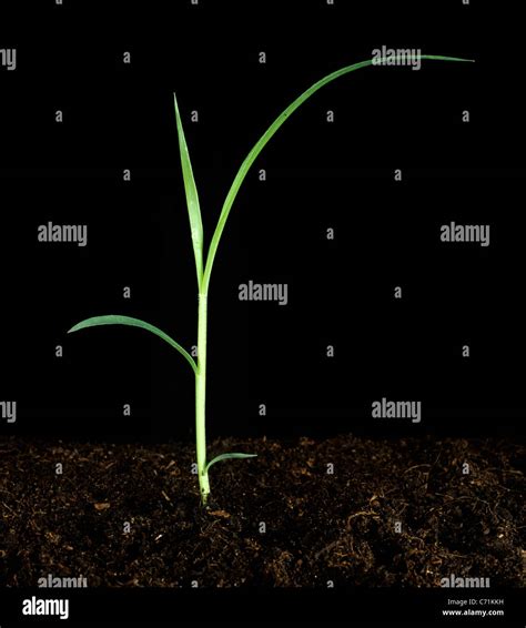 Giant foxtail (Setaria faberi) seedling grass weed Stock Photo - Alamy