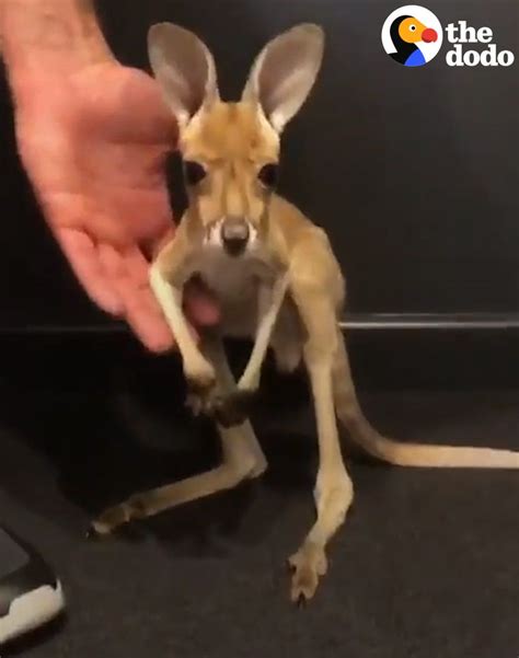 The Dodo On Twitter Tiniest Kangaroo Takes His Very First Hops