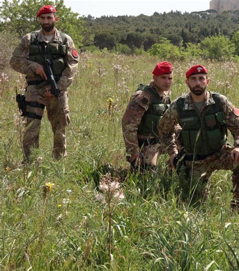 VIDEO FOTO Imponente Piantagione Di Canapa Scoperta Nelle Campagne Di