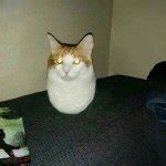 Hover cat Meme Generator - Imgflip