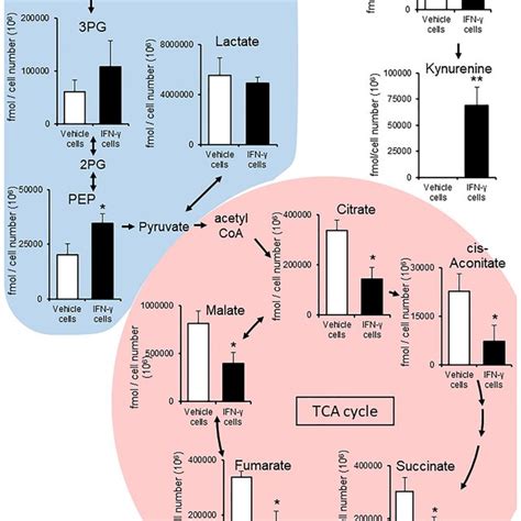 Adenosine Concentration In Cells Cell Culture Medium Ccm And Evs