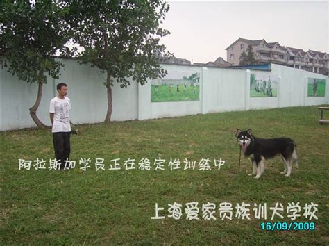 上海训犬基地 上海狗学校 上海训狗 上海宠物训练 上海宠物培训 上海爱家宠物训犬学校