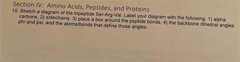 Solved Section IV: Amino Acids, Peptides, and Proteins 10. | Chegg.com 