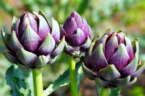 Al Plantar Alcachofas Y C Mo Cultivo Y Cosecha