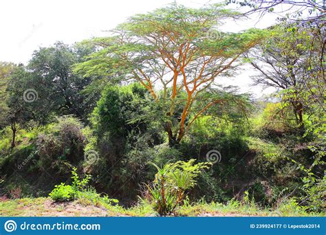 A Maasai Village In The National Park Of Masai Mara In Kenya Editorial