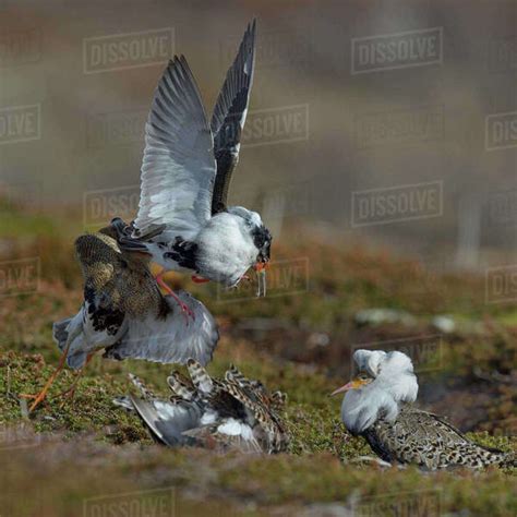 Ruff Philomachus Pugnax Territorial Male Fighting With Satellite