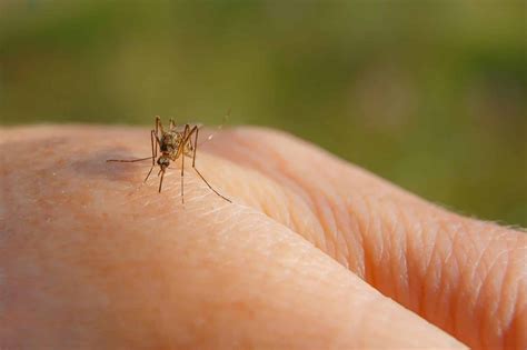 20 Must Know Insects And Bugs In The Bahamas That Bite And Sting