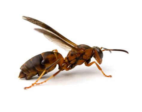 Identify And Learn About The Red Red Wasps Waco Pest Control