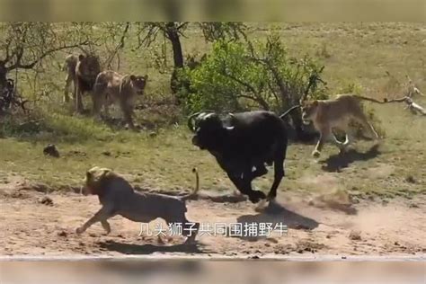 野牛进河躲狮子，怎料又被鳄鱼追杀，下一秒意外突然出现！