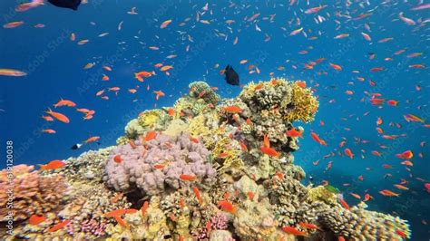 Underwater Tropical Corals Reef With Colorful Sea Fish Marine Life Sea