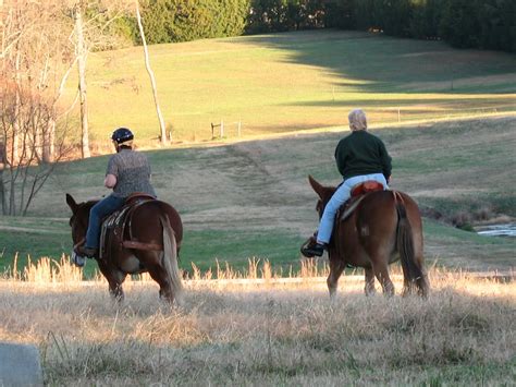 St.Clair Red Mule Farm -Mule & Donkey Adventures: A RED MULE FARM Thanksgiving!