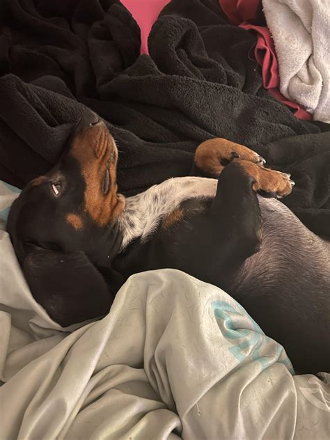Hard earned rest after protecting the house all day long : r/Dachshund