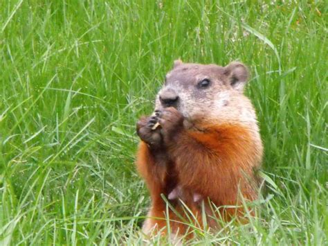 Adaptations and Survival Strategies of Groundhogs: A Comprehensive ...