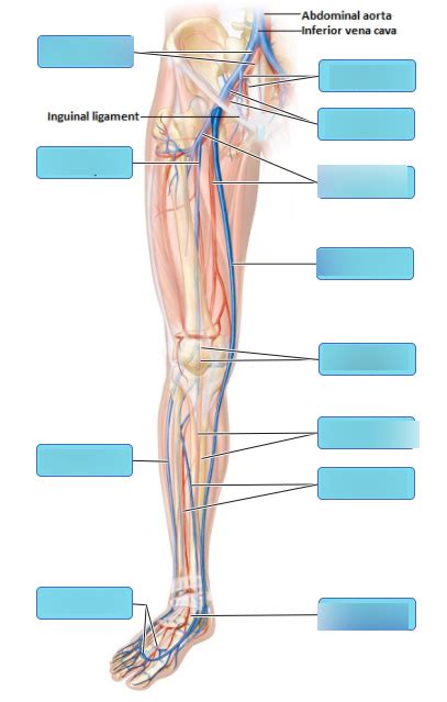 Blood Vessels Of The Lower Limb Diagram Quizlet