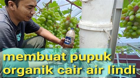 Cara Membuat Pupuk Organik Cair AIR LINDI Buat POHON ANGGUR Saya YouTube