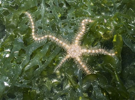 In Focus What’s So Great About Echinoderms These 9 Facts Will Make Them Your New Favorite