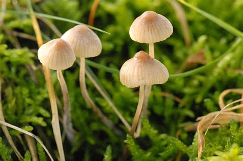 Mycena Flavoalba The Ultimate Mushroom Guide