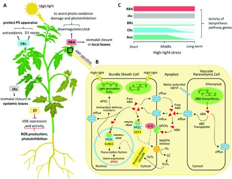 Impact Of Phytohormones Regulating Photosynthesis And Photoprotection