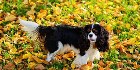 12 Types of Spaniel Dogs - Breed Information and Comparison - Gundogs