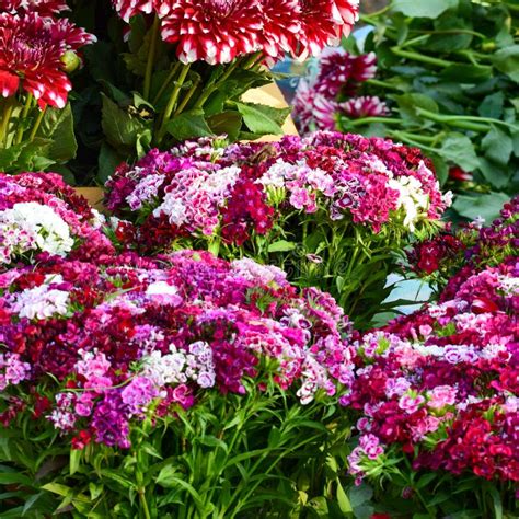 Ghazipur Phool Mandi Flower Market Situation in the Morning, the Flower ...