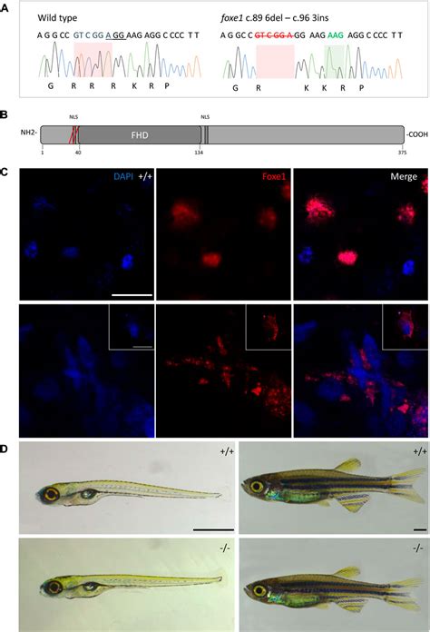 Frontiers Disruption Of The Foxe Gene In Zebrafish Reveals Conserved