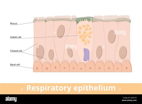 Epitelio Della Mucosa Nasale Immagini E Fotografie Stock Ad Alta