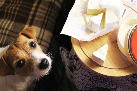 VOTRE CHIEN PEUT IL MANGER DU FROMAGE DÉCOUVREZ SI LE FROMAGE PEUT