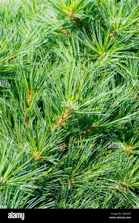 Pinus Strobus Minima Hi Res Stock Photography And Images Alamy