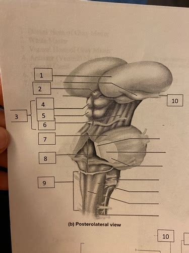 Brain And Spinal Cord Figure E Flashcards Quizlet