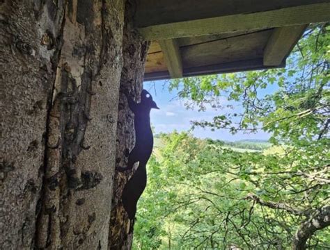 La Cabane Dans Les Arbres Au Refuge Des Ours Cabane Dans Les