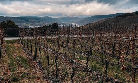 Wandern Mit Hund An Der Mosel Von Traben Trarbach Bis Nach Bernkastel Kues