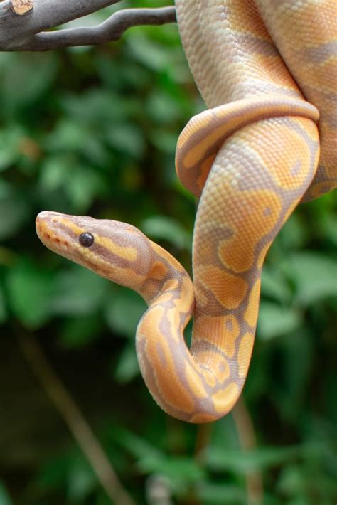 Complete Ball Python Care Sheet Snake Safari Pet Snake Ball Python