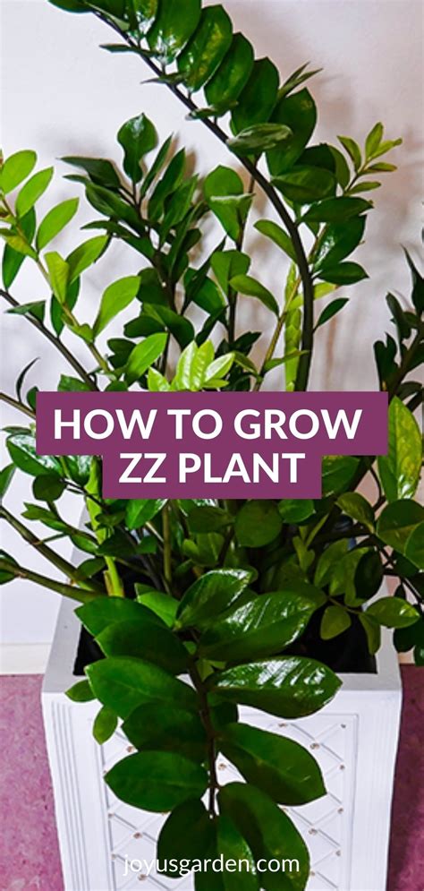 Zz Plant Care Guide Growing The Glossy Zamioculcas Zamiifolia Zz