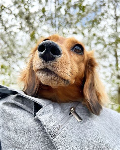 Funny Dachshund Videos Will Make You Smile – KingdomOfDoggos