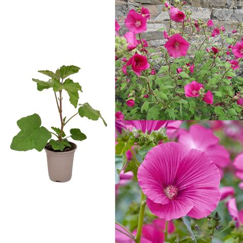 Lavatera - 'Ruby Red' – Carbeth Plants