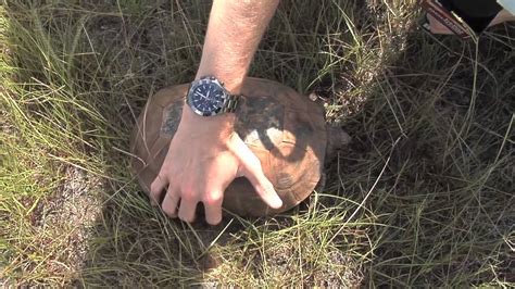 Ranger Nick Beavers Can Pose Big Trouble For Farmers Youtube