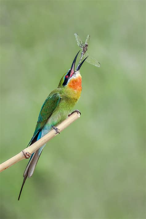 Blue-tailed bee-eater Close-up - PixaHive