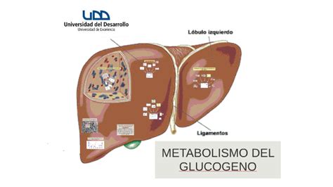 Metabolismo De Los Hidratos De Carbono Mind Map