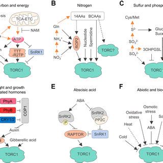 Pdf Plant Tor Signaling Network Complexes Conservations And