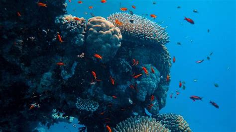 The Corals Of Andaman And Nicobar Islands Symphony Summer Sand