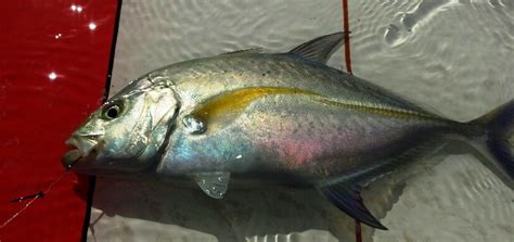 The papio are finally hitting oama with gusto - Hawaii Nearshore Fishing