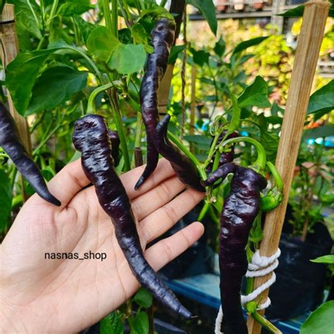 Benih Cili Hitam Panjang 10pcs Long Black Chili Seeds Chilli Seed Vege