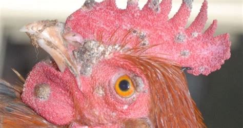 Be Ware Of Fowl Pox In Your Poultry Jaguza Farm Support