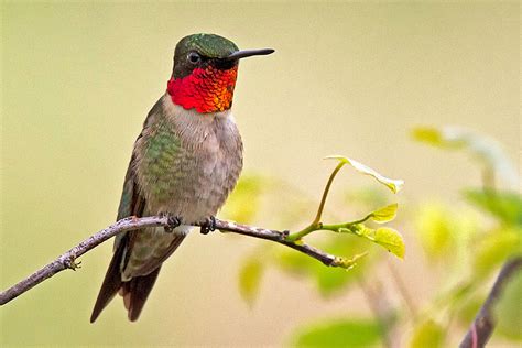 Ruby Throated Hummingbird Migration