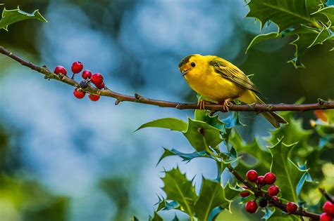 Stunning Hd Wallpaper Of A Yellow Warbler On A Berry Laden Branch